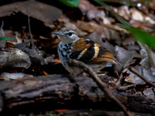File:Dichrozona cincta Banded Antbird (male); Jaci-Parana, Porto Velho, Rondônia, Brazil 01.jpg
