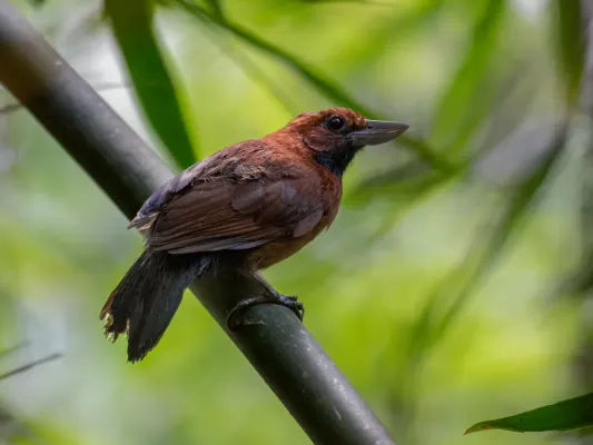 File:Clytoctantes atrogularis Rondonia Bushbird (female), Porto Velho, Rondônia, Brazil.jpg