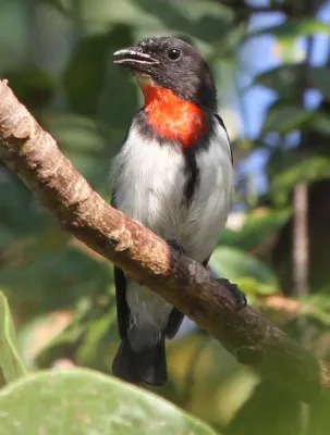 File:A male Red-chested Flowerpecker Dicaeum maugei.jpg