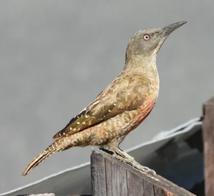 File:Geocolaptes olivaceus 256940202.jpg