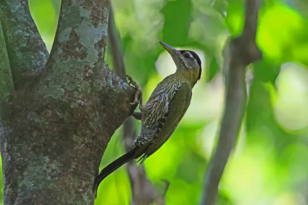 File:Picus viridanus 105162009.jpg