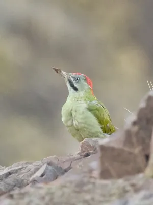 File:Picus vaillantii 239307829.jpg