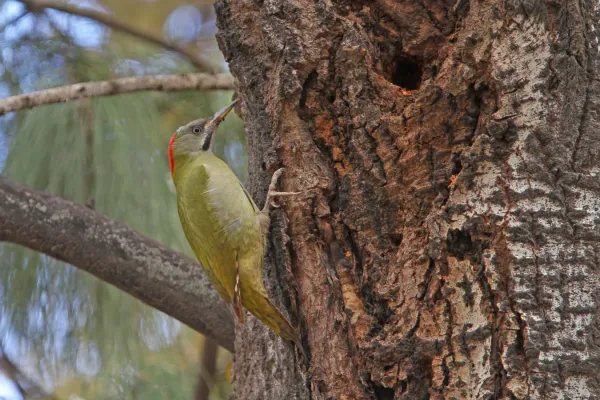 File:Picus vaillantii 97480721.jpg