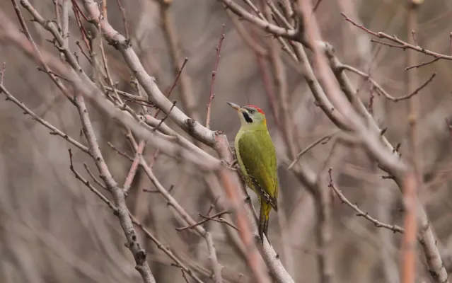 File:Picus vaillantii 97481098.jpg