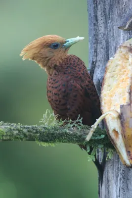 File:Celeus castaneus 253921166.jpg