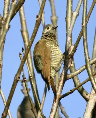 File:Colaptes auricularis 267622885.jpg