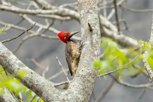 File:Campephilus gayaquilensis 255064309.jpg
