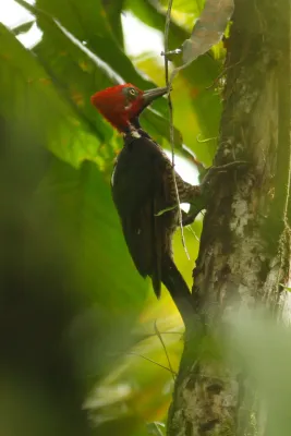 File:Campephilus gayaquilensis 10758137.jpg
