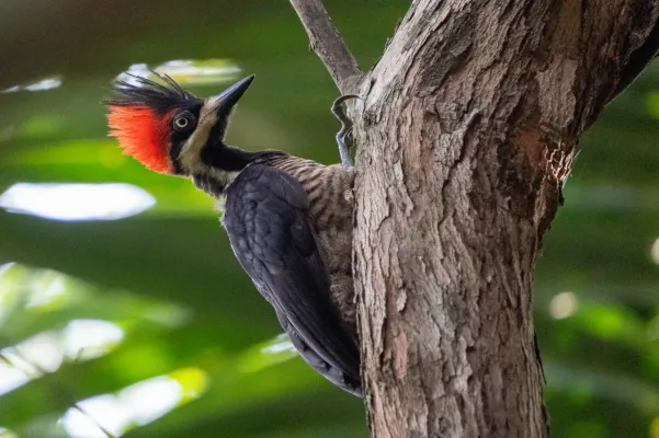 File:Campephilus melanoleucos 275841114.jpg