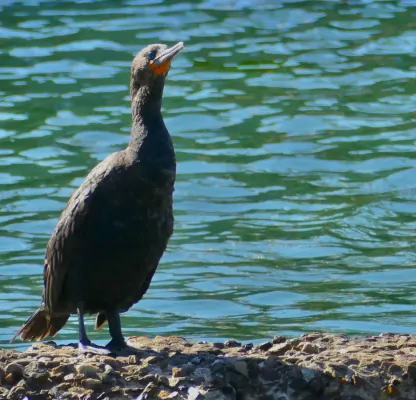 File:Cape Cormorant (Phalacrocorax capensis) (52885800654).jpg