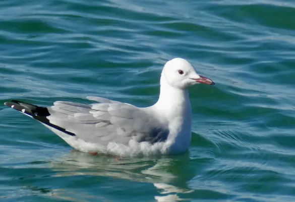 File:Hartlaub's Gull (Chroicocephalus hartlaubii) (52885062912).jpg