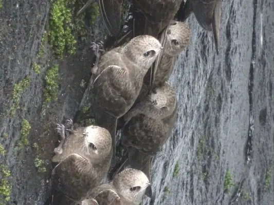 File:Cypseloides senex 137128685.jpg