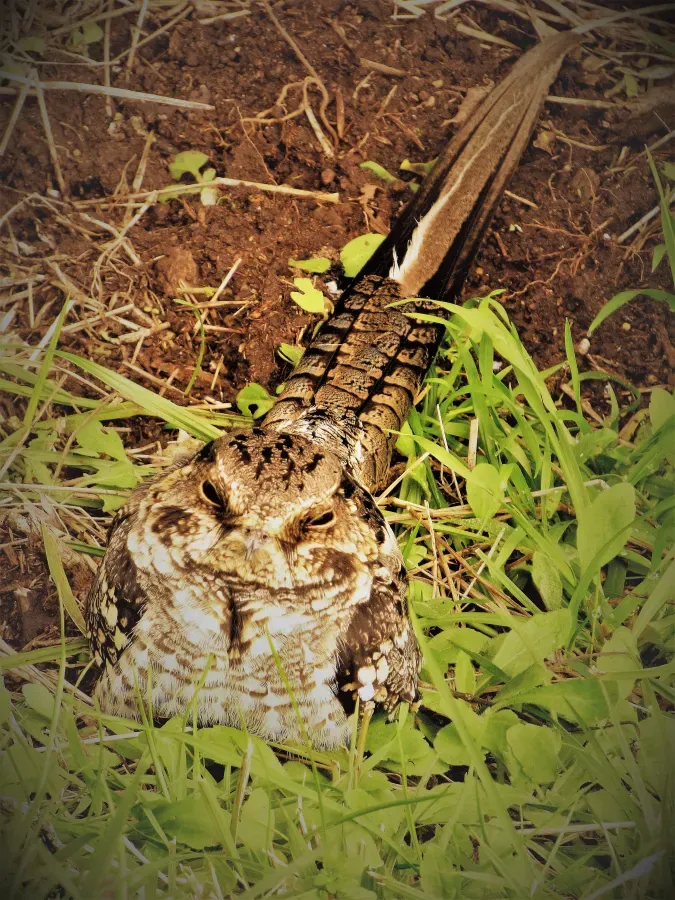 File:Dormilon tijereta (Hydropsalis torquata), 2016, Uruguay.JPG