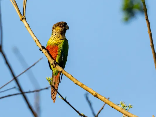 File:Pyrrhura amazonum pallescens Madeira Parakeet; Candeias do Jamari, Rondônia, Brazil.jpg