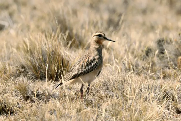 File:Oreopholus ruficollis, Magallanes, Santa Cruz, Argentina 1.jpg