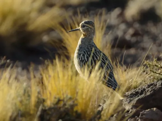 File:Oreopholus ruficollis, San Pedro de Atacama, Antofagasta, Chile 1.jpg