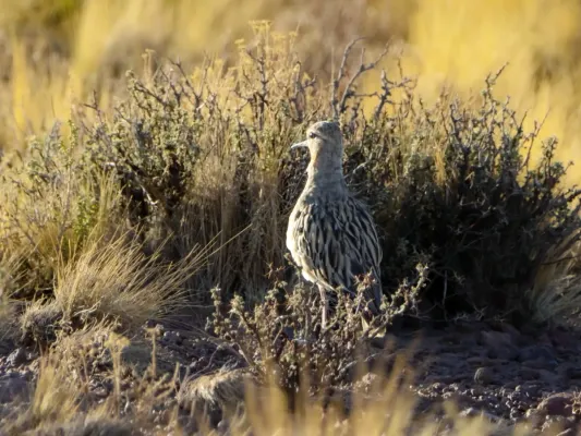 File:Oreopholus ruficollis, San Pedro de Atacama, Antofagasta, Chile 2.jpg