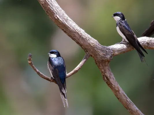 File:Pygochelidon melanoleuca Black-collared Swallow; river Ji-Parana, Machadinho d'Oeste, Rondônia, Brazil 01.jpg