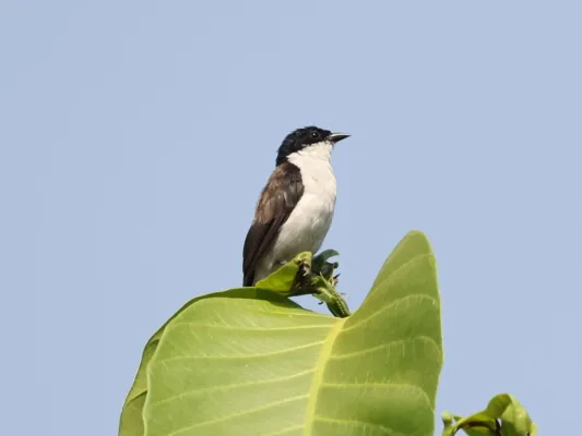 File:Nigrita fusconotus 253596110.jpg