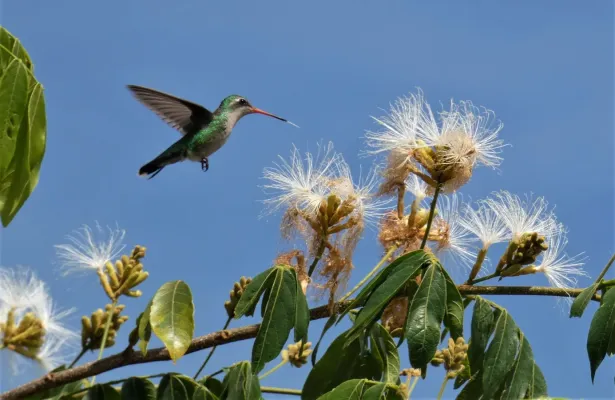 File:Picaflor verde (Chlorostilbon lucidus), 2019, Uruguay.jpg