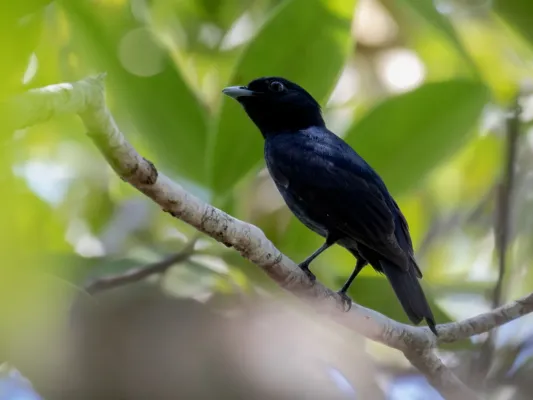 File:Xenopipo atronitens Black Manakin (male); Machadinho d'Oeste, Rondônia, Brazil (cropped).jpg