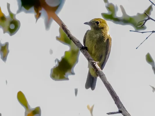 File:Xenopipo atronitens Black Manakin (female); Canutama, Amazonas, Brazil.jpg