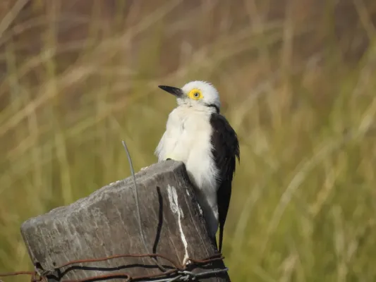 File:Melanerpes candidus 152619652.jpg