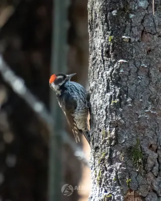 File:Dryobates stricklandi 218669728.jpg