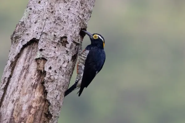 File:Melanerpes cruentatus 106696559.jpg