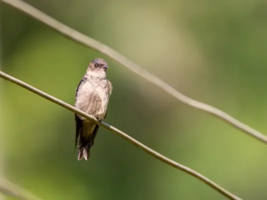 File:Atticora tibialis, Xerém, Rio de Janeiro 08.jpg