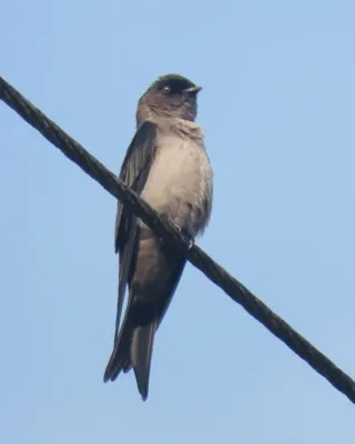 File:Atticora tibialis, San José de Suno, Ecuador 1.jpg