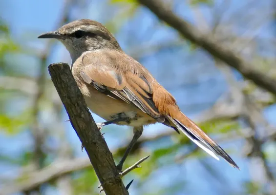 File:Kalahari Scrub-Robin (Cercotrichas paena) (52910984957).jpg