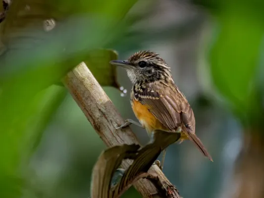 File:Hypocnemis peruviana - Peruvian Warbling-Antbird (female); Porto Velho, Rondônia, Brazil (cropped).jpg