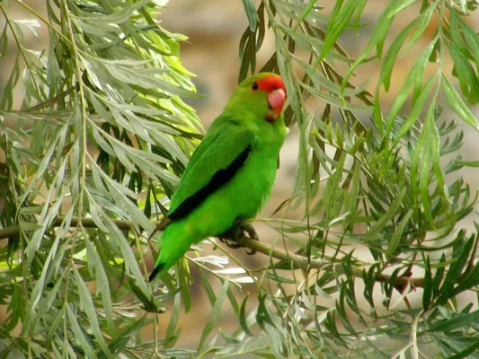 File:Agapornis taranta 2040762.jpg