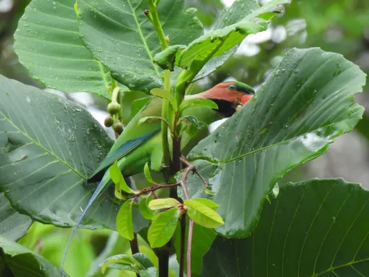 File:Psittacula longicauda 179250884.jpg