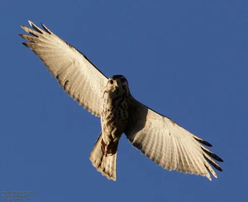 File:Buteo plagiatus 271507556.jpg