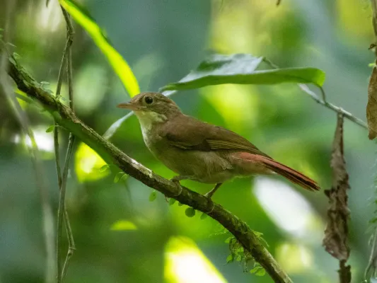 File:Automolus infuscatus 95308384 (cropped).jpg