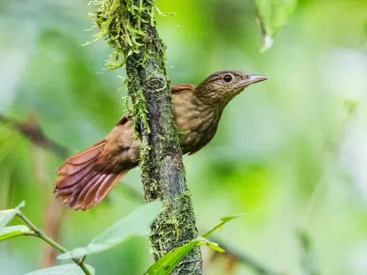 File:Automolus virgatus - Western Woodhaunter (cropped).jpg