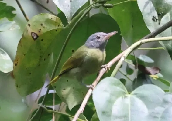 File:Deleornis axillaris 257851462.jpg