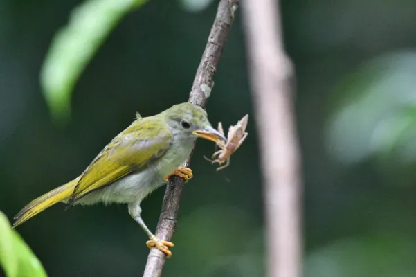 File:Anthreptes simplex 237644578.jpg