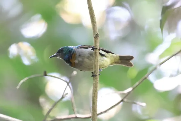 File:Anthreptes rectirostris 257428418.jpg