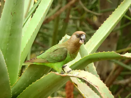 File:Poicephalus cryptoxanthus cryptoxanthus 249665418.jpg