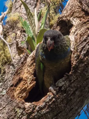 File:Pionus sordidus 60458670.jpg