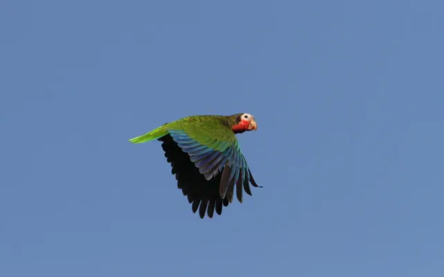 File:Amazona leucocephala 104124559.jpg