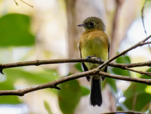 File:Myiobius barbatus mastacalis- Bearded Flycatcher; Bertioga, São Paulo, Brazil.jpg