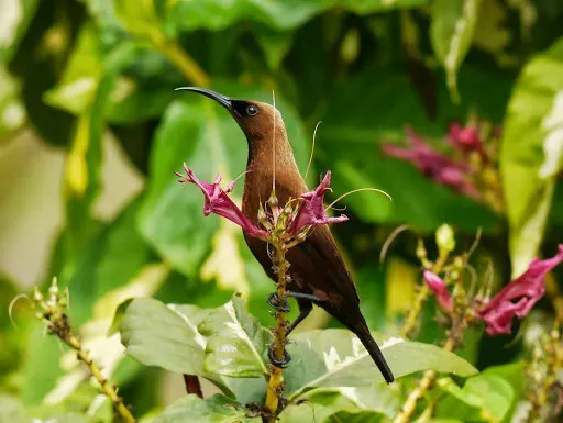 File:Chalcomitra fuliginosa 350889.jpg