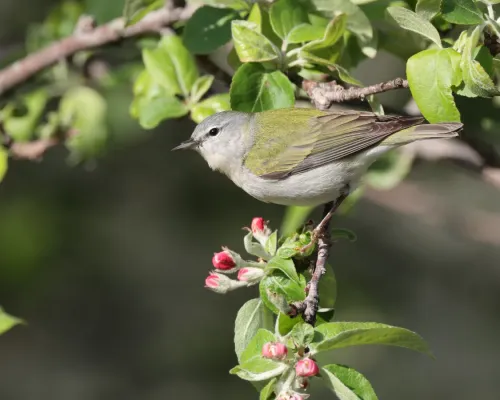 File:Leiothlypis peregrina Malus sp JRVdH 01.jpg