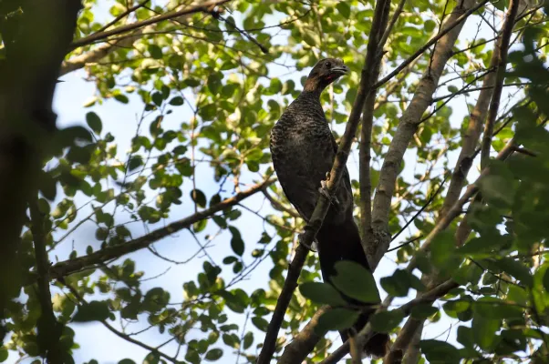 File:Ortalis squamata - Pelotas, Rio Grande do Sul, Brazil.jpg