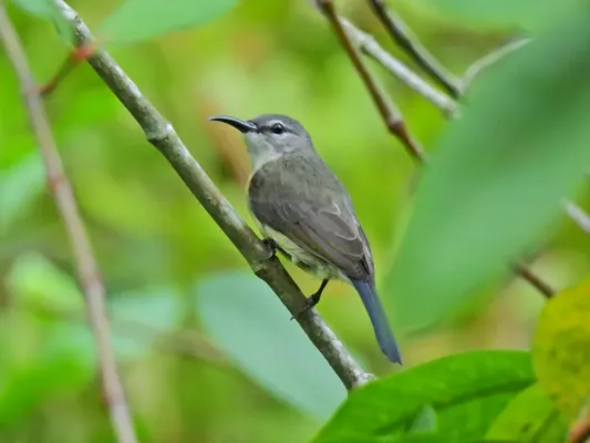File:Leptocoma calcostetha 176005288.jpg