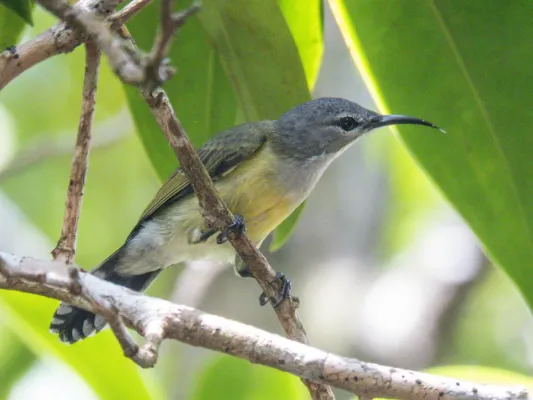 File:Leptocoma calcostetha 101693876.jpg